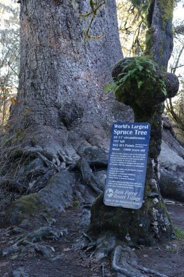World’s Largest Spruce || Quinault Rainforest, Washington