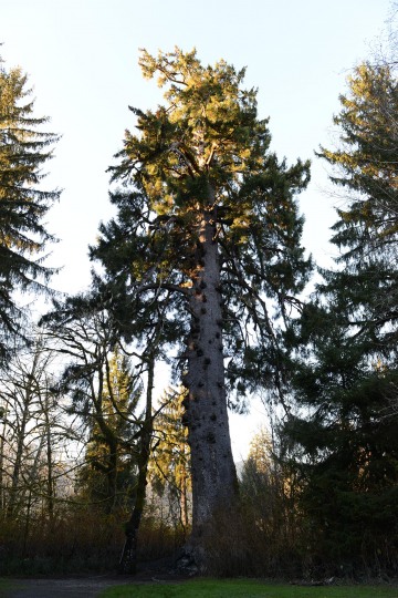 World’s Largest Spruce || Rain Forest Resort Village in Quinault, Washington