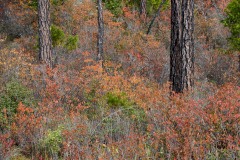 Fall Colors of Eight Dollar Mountain Botanical Area || Rogue River-Siskiyou National Forest, Oregon