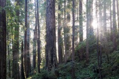 Fern Canyon Hike || Prairie Creek Redwoods State Park, CA