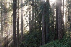 Fern Canyon Hike || Prairie Creek Redwoods State Park, CA