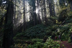 Fern Canyon Hike || Prairie Creek Redwoods State Park, CA