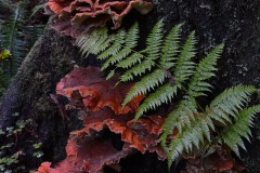 Fern Canyon Hike || Prairie Creek Redwoods State Park, CA