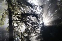 Fern Canyon Hike || Prairie Creek Redwoods State Park, CA