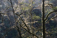 Fern Canyon Hike || Prairie Creek Redwoods State Park, CA