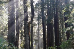 Fern Canyon Hike || Prairie Creek Redwoods State Park, CA