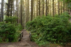 Fern Canyon Hike || Prairie Creek Redwoods State Park, CA