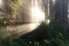 Fern Canyon Hike || Prairie Creek Redwoods State Park, CA