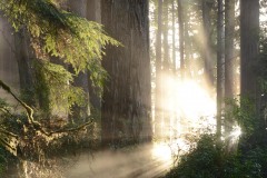 Fern Canyon Hike || Prairie Creek Redwoods State Park, CA