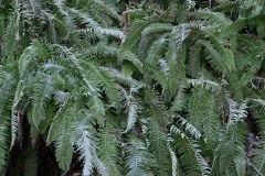 Frozen Ferns || Lake Quinault, WA