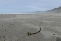 Gold Bluffs Beach || Prairie Creek Redwoods State Park, CA