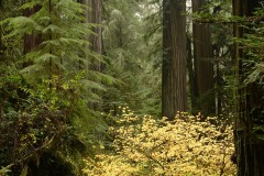 Hiking Among Giants || Jedediah Smith Redwoods State Park, CA