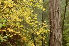 Hiking Among Giants || Jedediah Smith Redwoods State Park, CA