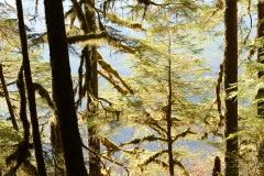 Hoh Rain Forest in Olympic National Park || Washington