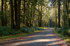 Hoh Rain Forest in Olympic National Park || Washington