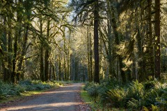 Hoh Rain Forest in Olympic National Park || Washington