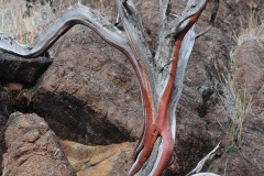 Manzanita Trunk at Eight Dollar Mountain Botanical Area || Rogue River-Siskiyou National Forest, Oregon