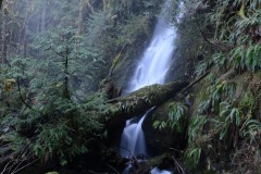 Merriman Falls || Olympic National Park, Washington