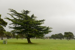 Pacific Coast Pine || Crescent City, CA