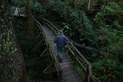 Rainforest Trail || Ucluelet, BC, Canada