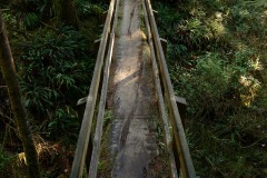 Rainforest Trail || Ucluelet, BC, Canada