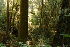Rainforest Trail || Ucluelet, BC, Canada