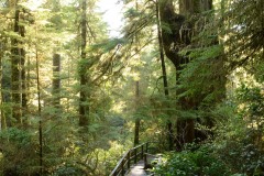 Rainforest Trail || Ucluelet, BC, Canada