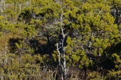 Shorepine Bog Trail || Ucluelet, BC, Canada