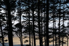 Sunrise through the Trees at Ecola State Park || Cannon Beach, OR