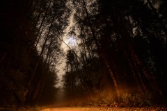 Tall Trees Access Road || Redwood National and State Parks, CA