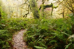 Tall Trees Grove || Redwood National and State Parks, CA