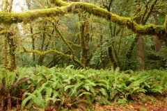 Tall Trees Grove || Redwood National and State Parks, CA