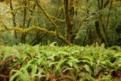 Tall Trees Grove || Redwood National and State Parks, CA