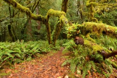 Tall Trees Grove || Redwood National and State Parks, CA