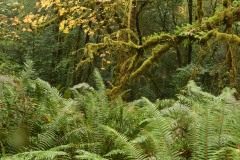Tall Trees Grove || Redwood National and State Parks, CA