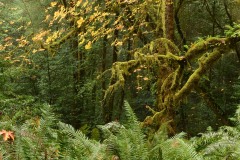 Tall Trees Grove || Redwood National and State Parks, CA