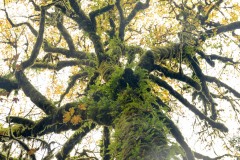 Tall Trees Grove || Redwood National and State Parks, CA