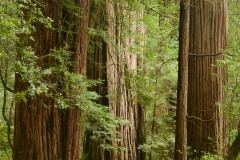 Tall Trees Grove || Redwood National and State Parks, CA