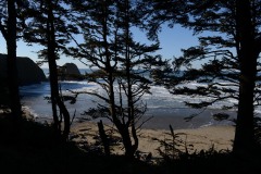 Through the Pines at Ecola State Park || Cannon Beach, OR
