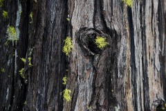 Tree Detail at Eight Dollar Mountain Botanical Area || Rogue River-Siskiyou National Forest, Oregon