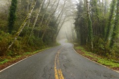 Tunnel of Trees along Newton B. Drury Scenic Pkwy || Prairie Creek Redwoods State Park, CA