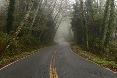 Tunnel of Trees along Newton B. Drury Scenic Pkwy || Prairie Creek Redwoods State Park, CA