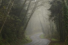 Tunnel of Trees along Newton B. Drury Scenic Pkwy || Prairie Creek Redwoods State Park, CA