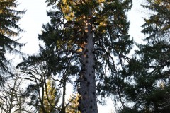 World’s Largest Spruce || Rain Forest Resort Village in Quinault, Washington