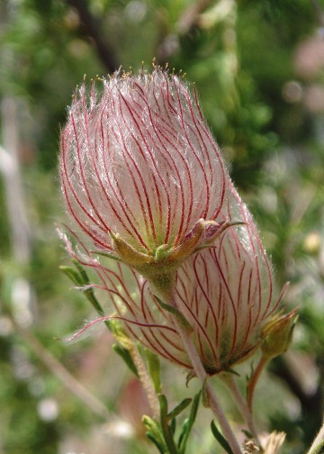 Apache Plum || New Mexico