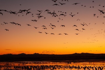 Sunrise Flight || Bosque del Apache NWR