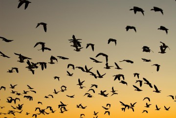 Snow Geese at Sunrise || Bosque del Apache NWR