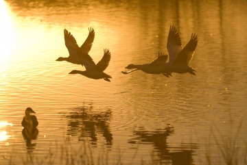 Snow Geese at Dawn || Bosque del Apache NWR