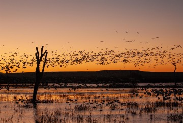 Sunrise Blast Off || Bosque del Apache NWR