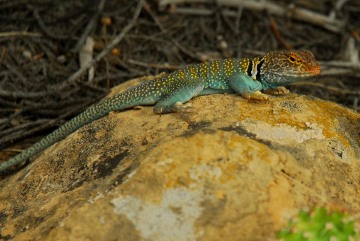 Collared Lizard || Mesa Verde NP, CO
